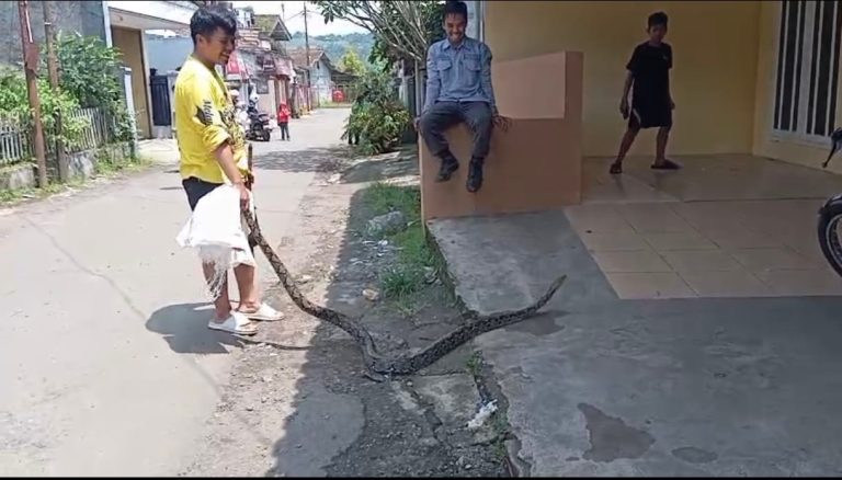 Ular Sanca 3 Meter Muncul di Permukiman Bojong Setra Cibadak Sukabumi 