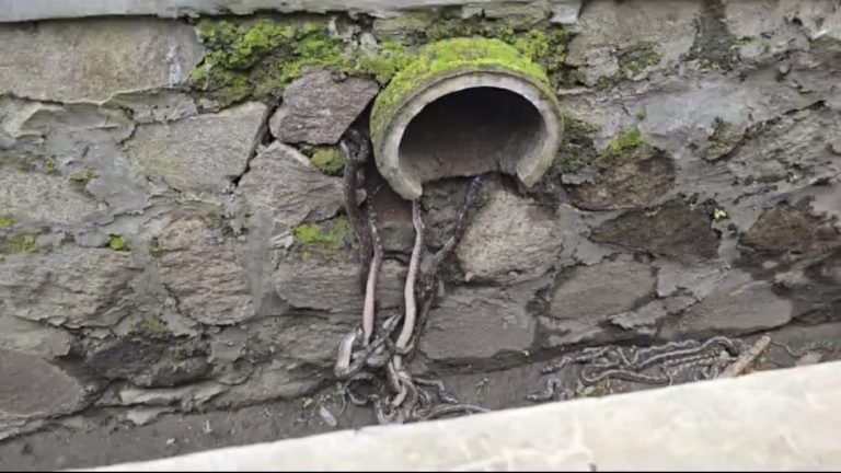 Depan Kantor Dinas Pariwisata Sukabumi Ditemukan Puluhan Anak Ular Sanca di Gorong Gorong