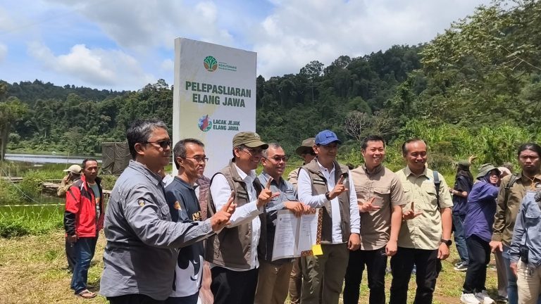 Usai Direhabilitasi, Elang Jawa Raja Dirgantara Kembali Dilepas ke Alam di Situ Gunung Sukabumi
