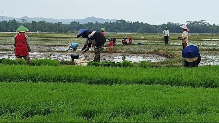 Potensi Beras Merah Desa Cibenda Kecamatan Ciemas, Kearifan Lokal yang Patut Dilestarikan
