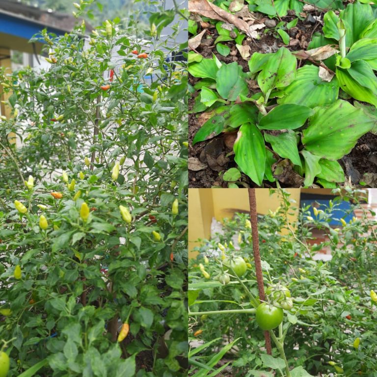 Dapur Hidup: Solusi Pangan Mandiri dan Apotek Hidup di Pekarangan Rumah